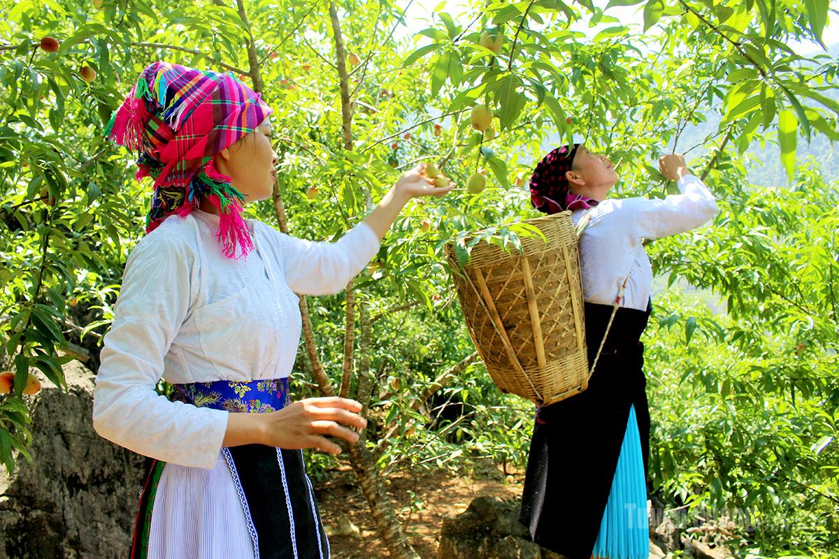 Mùa đào Cán Tỷ