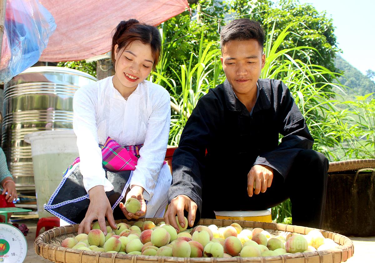 Mùa đào Cán Tỷ