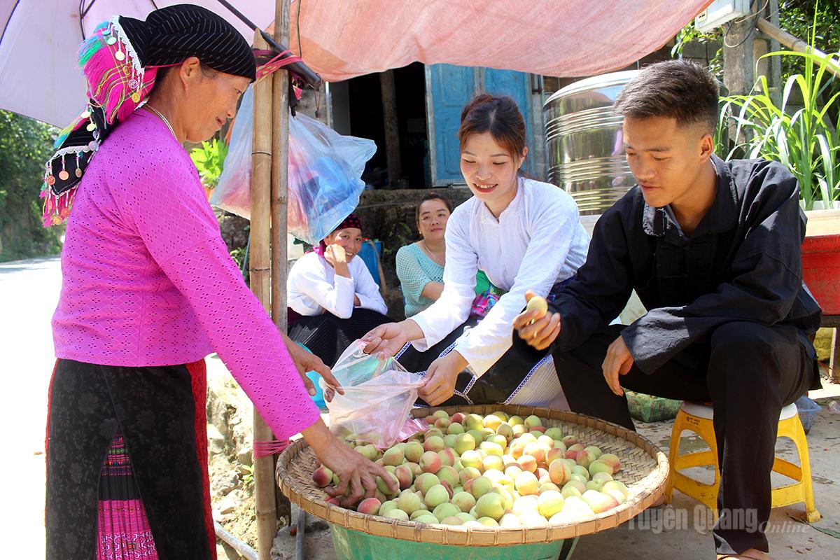 Mùa đào Cán Tỷ