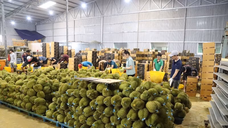 Xuất khẩu sầu riêng có tốc độ tăng trưởng cao trong những tháng đầu năm 2026. (Ảnh: CÔNG LÝ)
