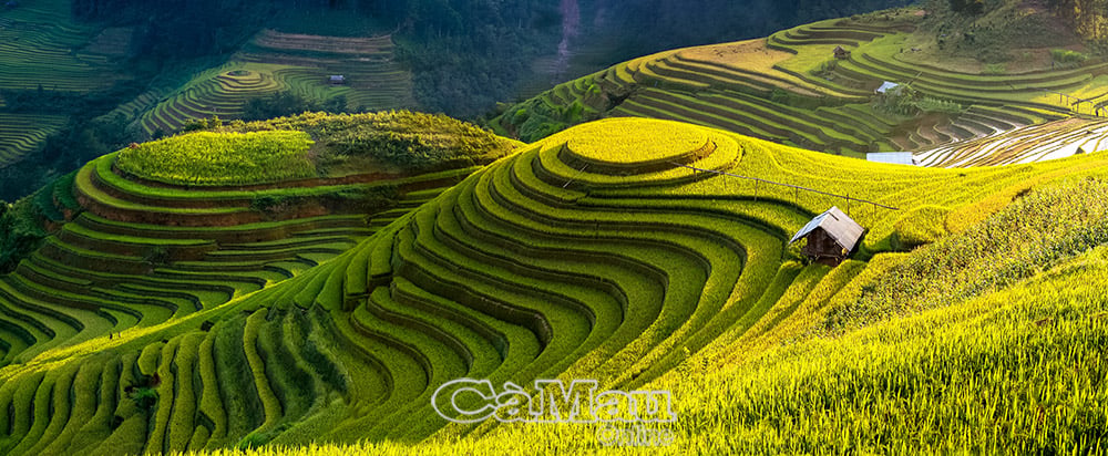 Ruộng bậc thang Mù Cang Chải như mâm xôi vàng khổng lồ, nằm trong Top 4 ruộng bậc thang đẹp nhất vùng Tây Bắc được công nhận là “Di sản quốc gia”. Ảnh: Phạm Ngọc Bằng