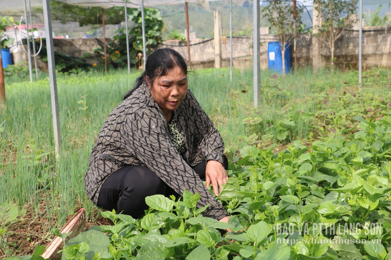 Cik Chanh menjaga kebun sayur organik keluarganya.