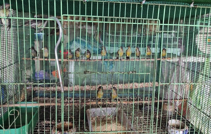 chim hút mật - Ảnh 4.