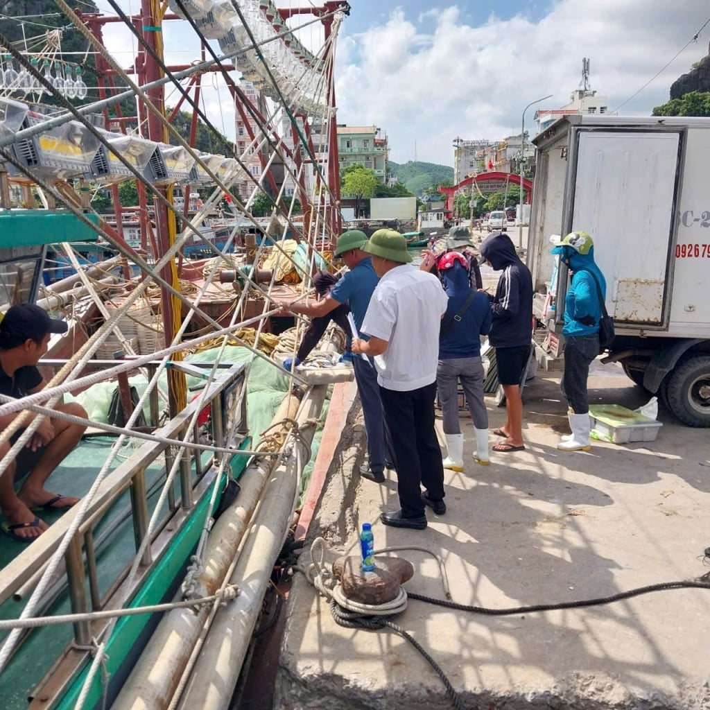Cán bộ BQL cảng cá Cái Rồng kiểm soát lượng tàu cá ra vào càng.
