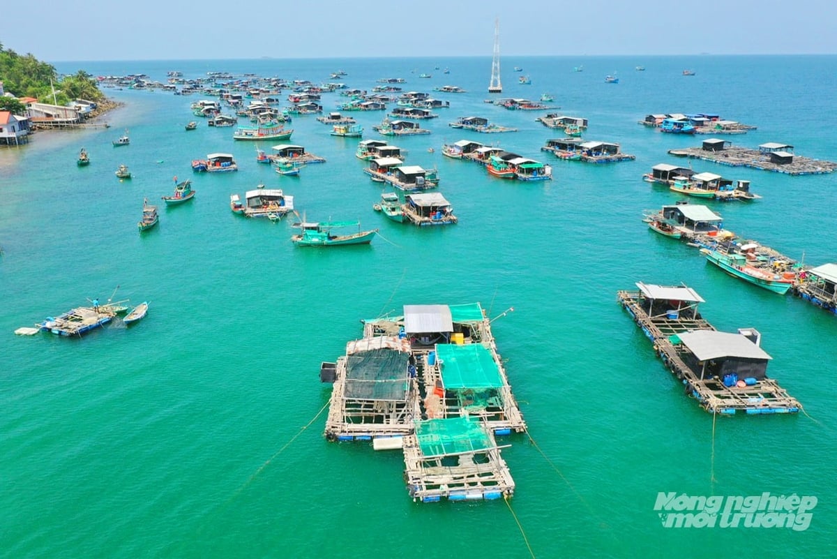 Folket i Hon Nghe-øykommunen har utviklet en blomstrende industri med oppdrett av fisk i bur til sjøs. Foto: Le Hoang Vu. Người dân xã đảo Hòn Nghệ phát triển mạnh nghề nuôi cá lồng bè trên biển. Ảnh: Lê Hoàng Vũ.