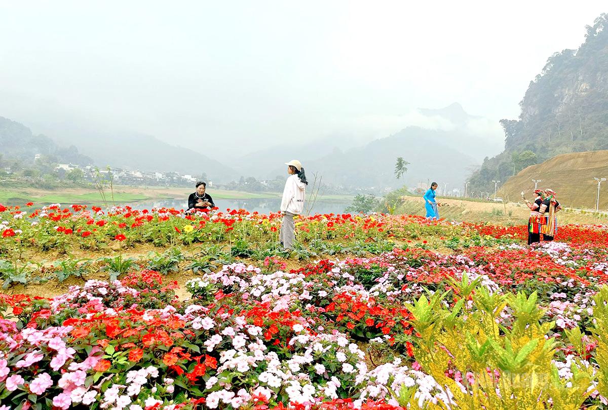 Lung linh sắc hoa bên bờ Nam sông Gâm thơ mộng Trong sắc hoa ngập tràn hương gió, du khách thích thú ghi lại những bức hình lưu niệm giữa không gian vừa thanh bình vừa nên thơ.