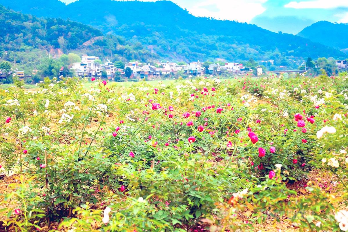 Lung linh sắc hoa bên bờ Nam sông Gâm thơ mộng Những đóa Hồng đỏ rực rỡ như biểu tượng của tình yêu nồng nàn, còn Hồng trắng dịu dàng mang theo vẻ đẹp thanh khiết và đầy chất thơ bên dòng sông Gâm hiền hòa.