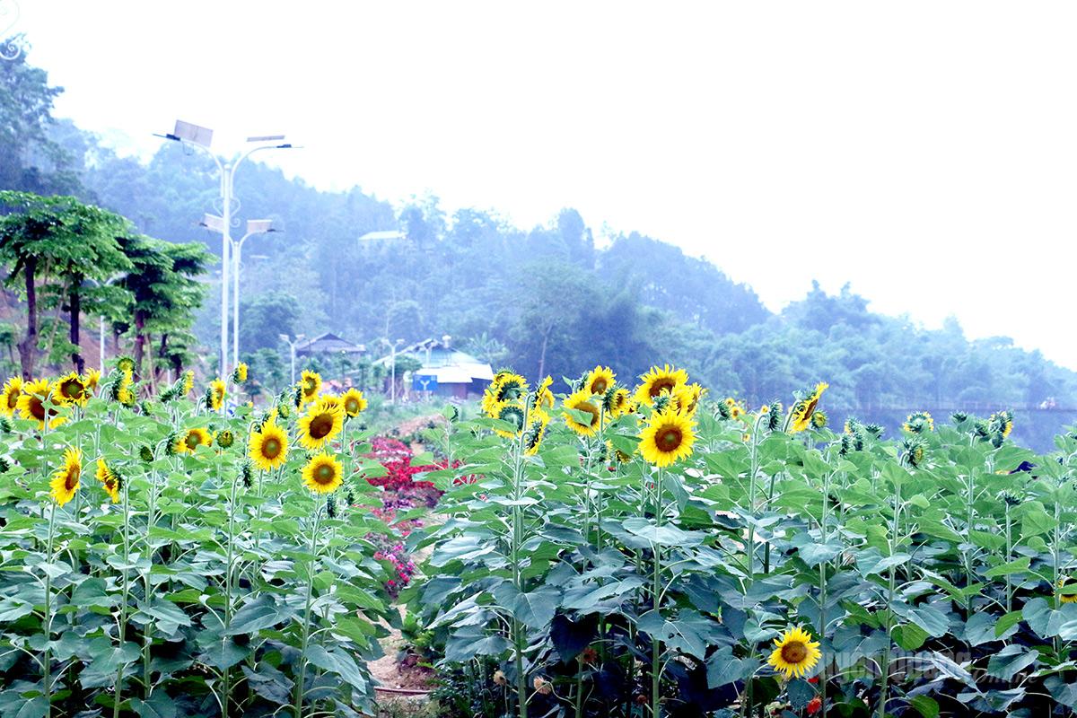 Lung linh sắc hoa bên bờ Nam sông Gâm thơ mộng Hoa Hướng dương khoe sắc biểu tượng cho mặt trời và niềm tin vào tương lai.