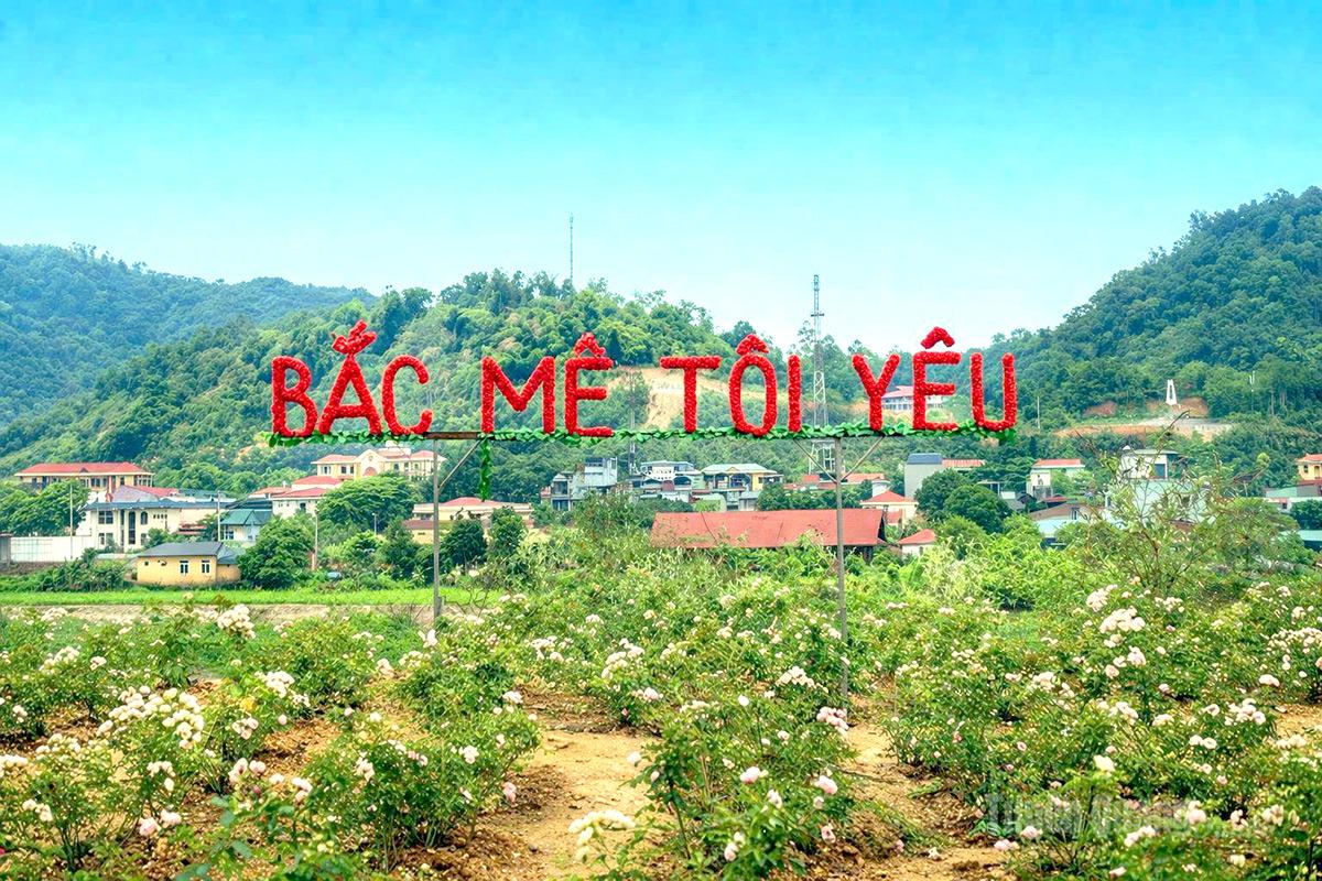 Lung linh sắc hoa bên bờ Nam sông Gâm thơ mộng Giữa nhịp sống yên bình bên dòng sông Gâm hiền hòa, sắc hoa như thắp lên sức sống mới cho vùng quê.