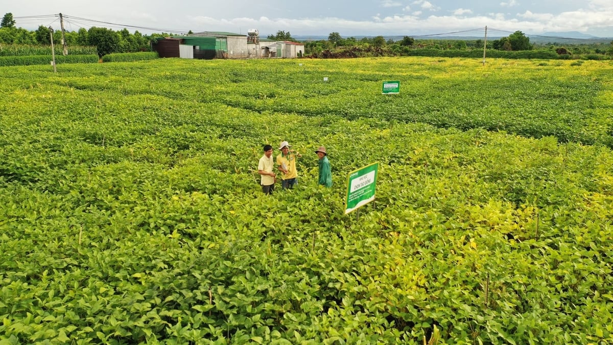 Actuellement, la superficie cultivée en soja au Vietnam est d'environ 20 000 hectares. Photo : Le Khanh. Hiện nay diện tích trồng đậu nành ở Việt Nam khoảng 20.000ha. Ảnh: Lê Khánh.