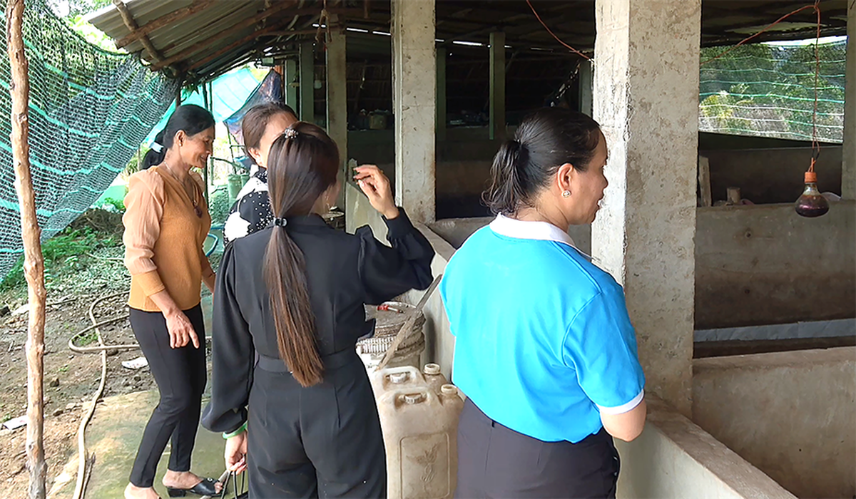 An Giang: Las mujeres camboyanas se rebelan contra el modelo de cría de cerdos - Foto 1. An Giang: Phụ nữ Khmer vươn lên từ mô hình chăn nuôi heo- Ảnh 1.