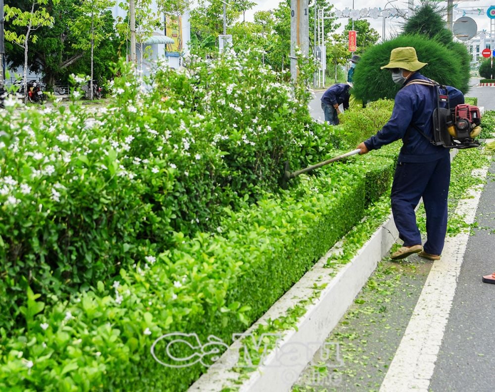 도시의 녹지 공간은 건강한 성장을 보장하기 위해 정기적으로 관리되고 가지치기가 이루어집니다.