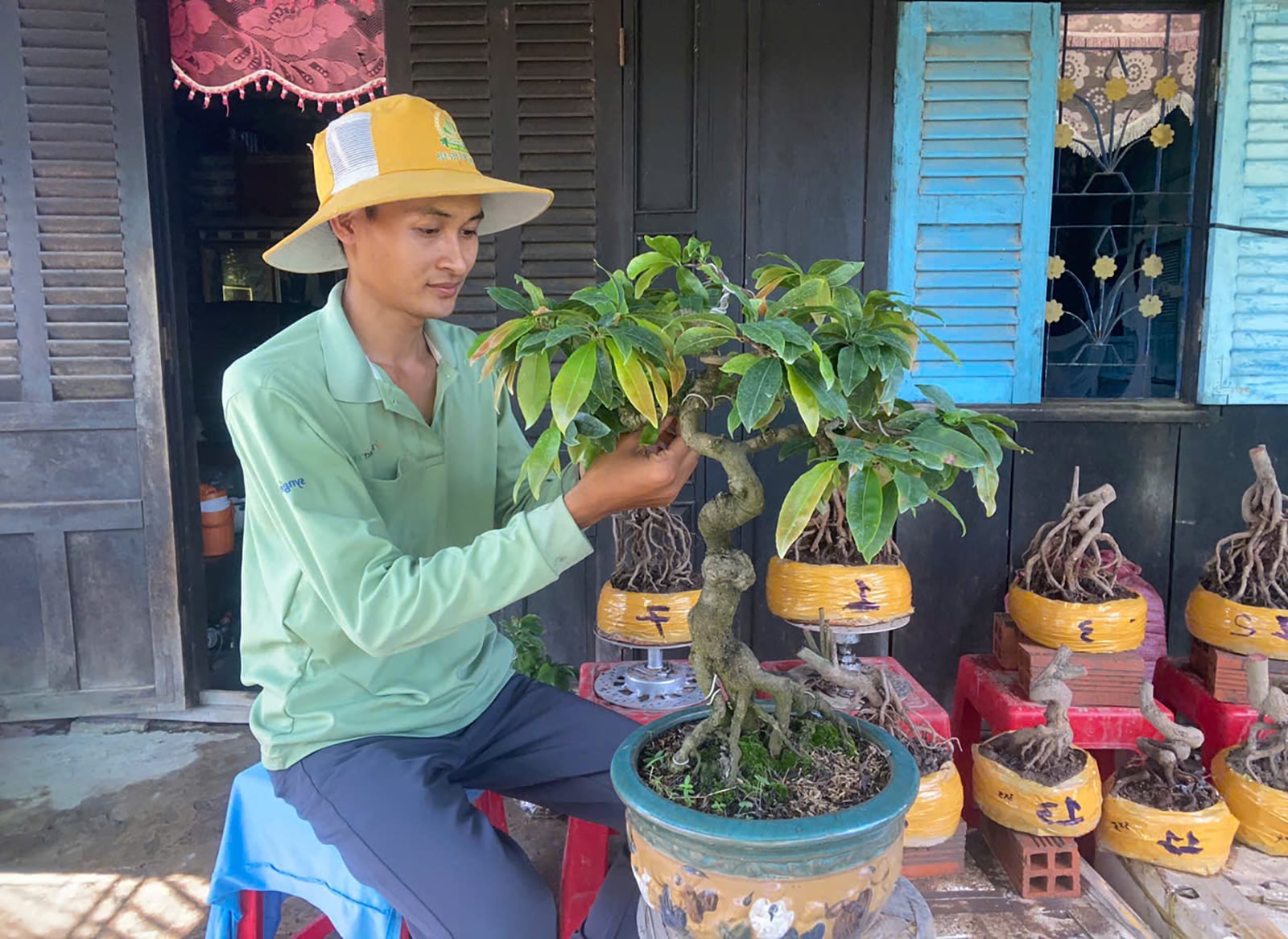 বনসাই গাছ চাষ করা আয়ের একটি স্থিতিশীল উৎস তৈরি করে।
