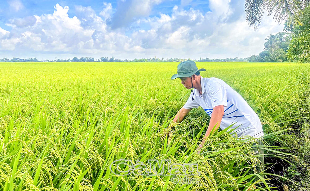 Farmers in Chau Thoi commune prioritize selecting rice varieties that are suitable for their farming conditions, easy to sell, and highly competitive, such as ST24 and ST25.