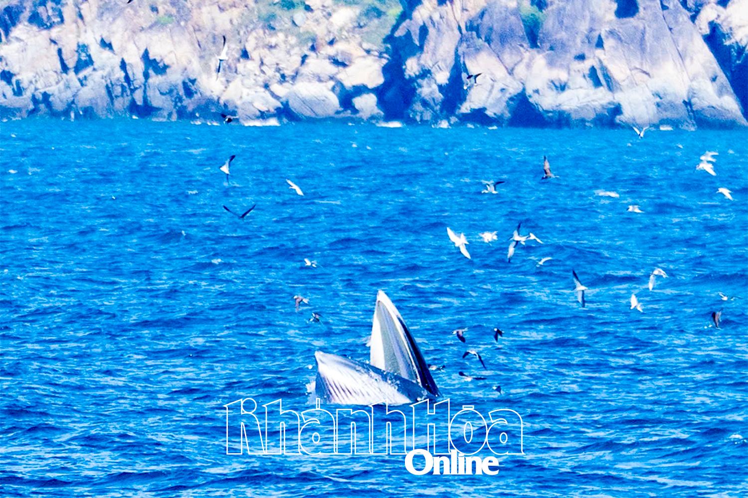 Es wird erwartet, dass Brydewale im Juli 2025 im Hon Mun-Gebiet (Nha Trang-Bucht) gesichtet werden.