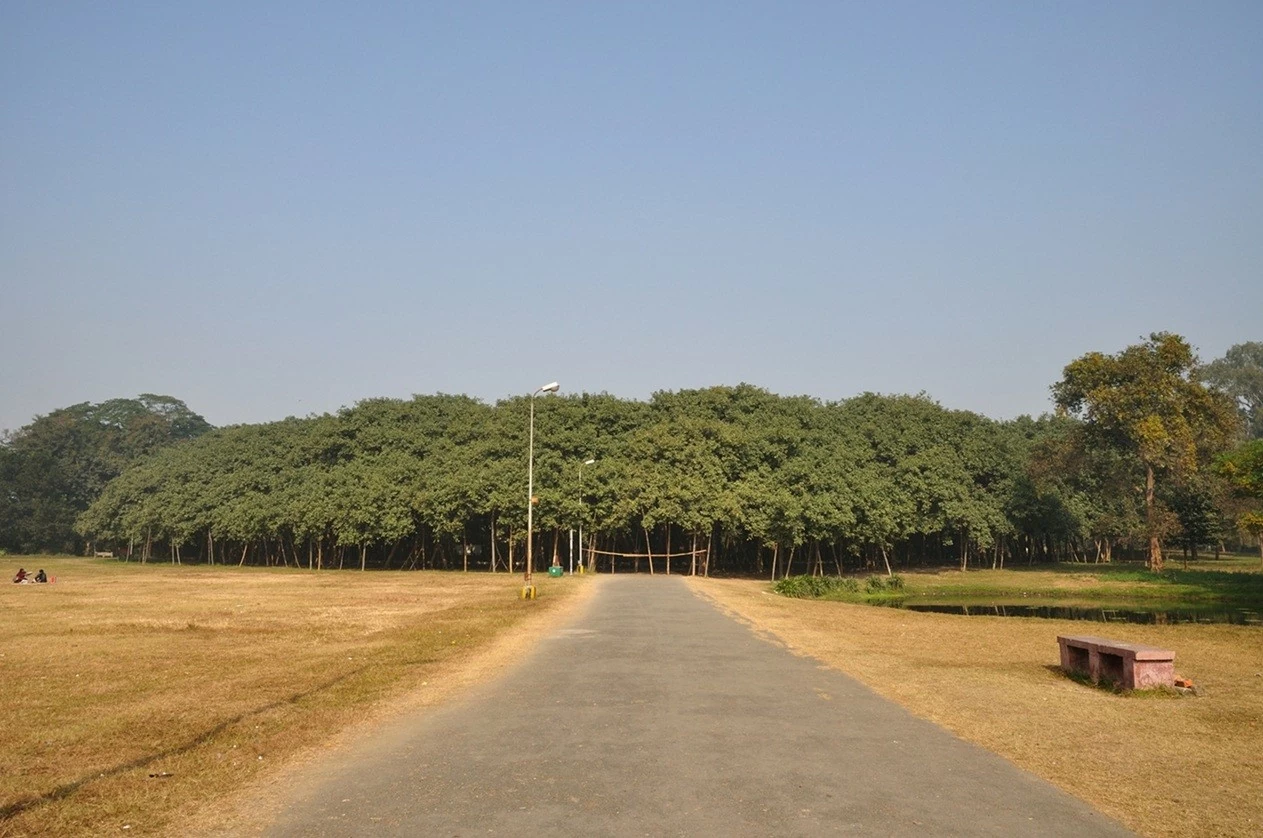 Indien: Das Mysterium des wandelnden Banyanbaums, dreimal so groß wie ein Fußballfeld. Ấn Độ: Bí ẩn cây đa biết đi, rộng gấp 3 lần sân bóng đá