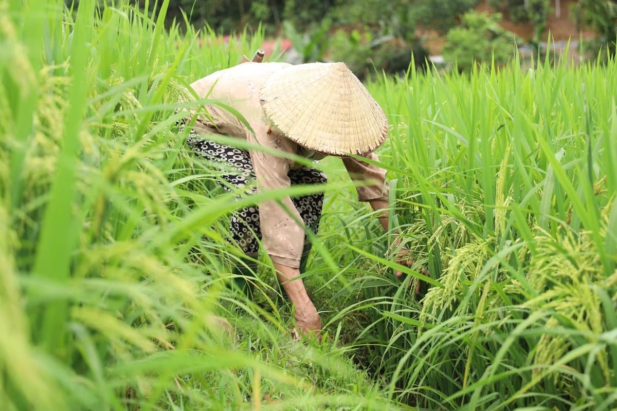 Das Modell des emissionsarmen Reisanbaus wurde von den Bewohnern des Dorfes Duc Thinh auch nach Projektende weitgehend übernommen und beibehalten. Foto: Thanh Nga. Mô hình trồng lúa giảm phát thải được người dân thôn Đức Thịnh nhân rộng và duy trì dù dự án đã kết thúc. Ảnh: Thanh Ngà.