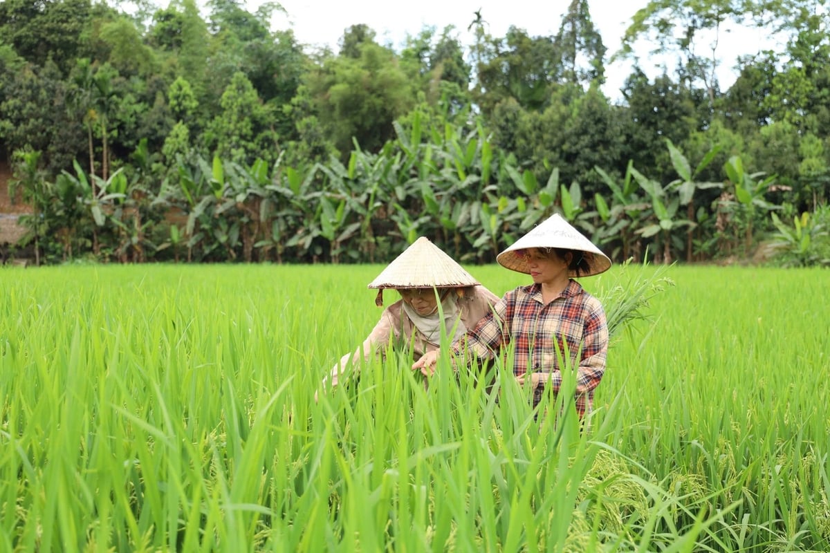 Das Modell erzielt einen Reisertrag von 9–10 Tonnen pro Hektar, was einer Steigerung von etwa 1–2 Tonnen pro Hektar im Vergleich zu traditionellen Anbaumethoden entspricht. Foto: Thanh Nga. Mô hình cho năng suất lúa đạt từ 9 - 10 tấn/ha, tăng khoảng 1 - 2 tấn/ha so với phương pháp canh tác truyền thống. Ảnh: Thanh Ngà.