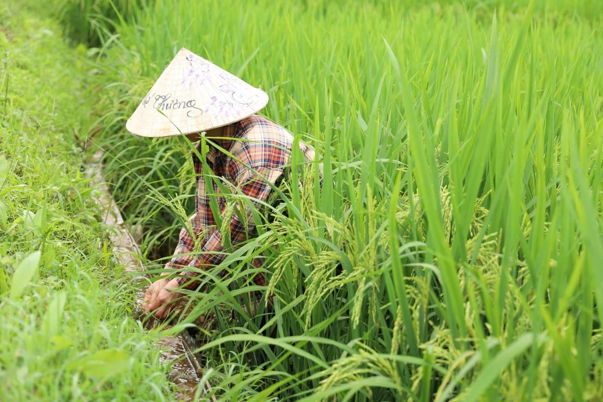Eine sachgemäße Wasserbewirtschaftung trägt dazu bei, die Methanemissionen aus Reisfeldern zu begrenzen und somit die Treibhausgasemissionen zu reduzieren. Foto: Thanh Nga. Việc điều tiết nước hợp lý giúp hạn chế khí methane phát sinh từ ruộng lúa, góp phần giảm phát thải khí nhà kính. Ảnh: Thanh Ngà.