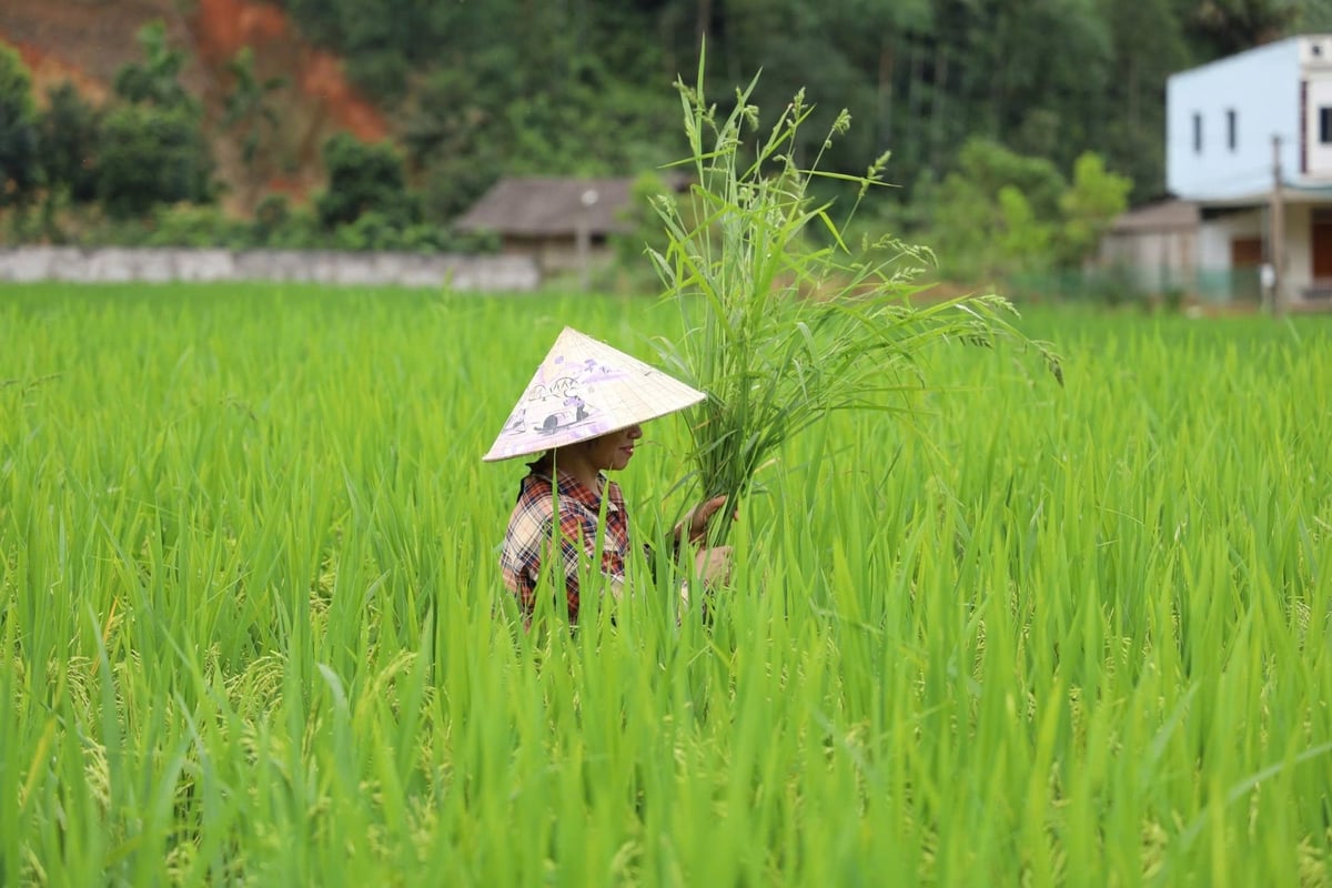 Durch die Teilnahme an dem Modell konnten die Menschen ihren Einsatz von chemischen Düngemitteln und Pestiziden deutlich reduzieren. Foto: Thanh Nga. Tham gia mô hình, người dân hạn chế được việc sử dụng phân bón hóa học và thuốc bảo vệ thực vật rất nhiều. Ảnh: Thanh Ngà.