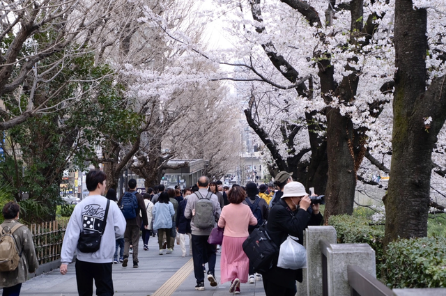 Los turistas vietnamitas batieron un récord de viajes a Japón en abril - Foto 1. Khách Việt Nam đi Nhật Bản lập kỷ lục trong tháng 4- Ảnh 1.