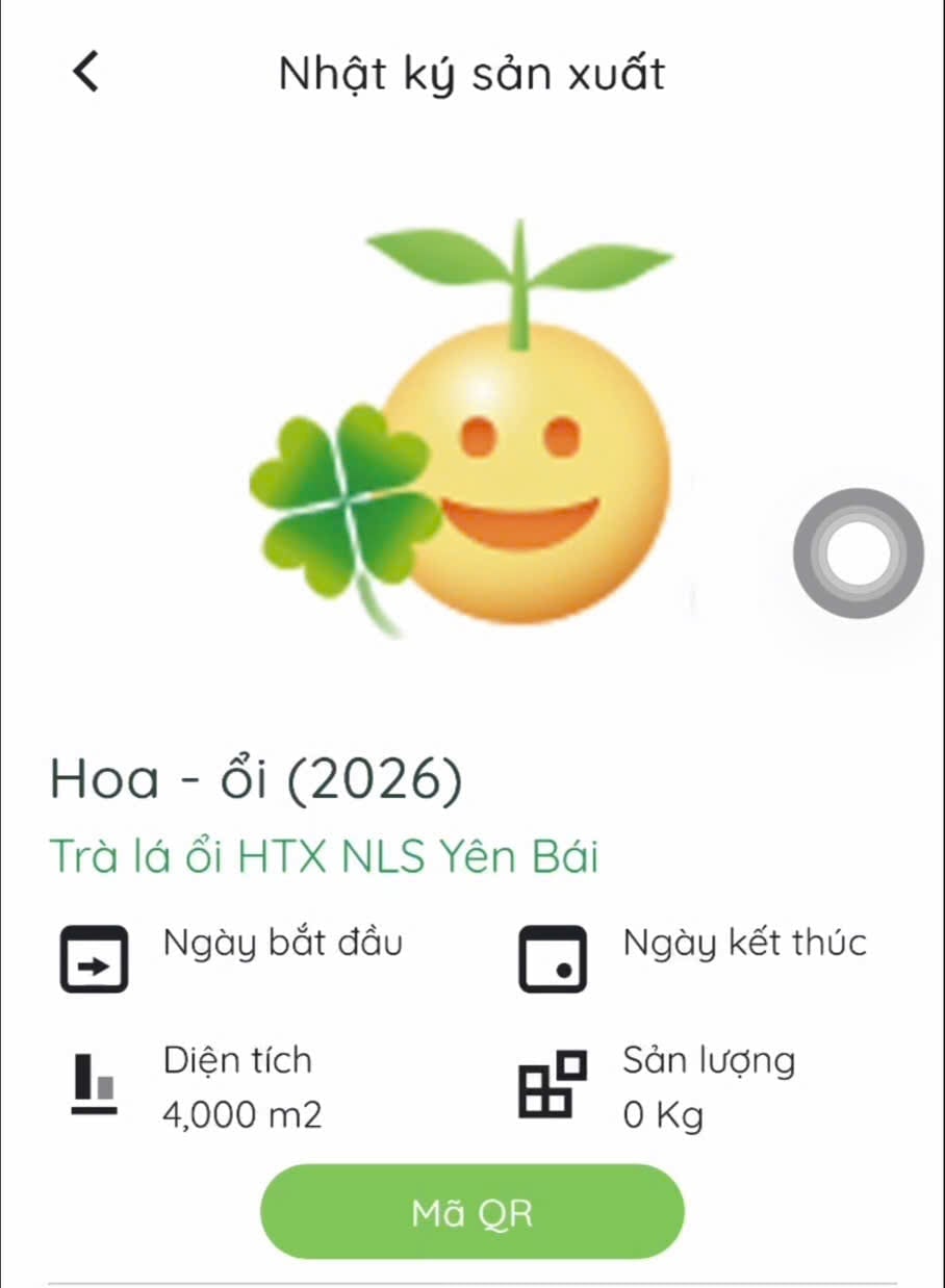 Mô hình trồng ổi hữu cơ kết hợp nhật ký điện tử của Hợp tác xã Thương mại và Chế biến nông lâm sản Yên Bái đang cho thấy hiệu quả tích cực. Ảnh: NVCC.