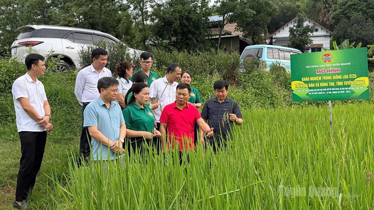 Chủ tịch Hội Nông dân tỉnh Chu Thị Bích Diệp kiểm tra mô hình trồng lúa ST25 
tại xã Đông Thọ.