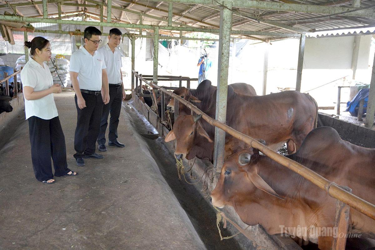 Mô hình chăn nuôi tuần hoàn của Hợp tác xã Hoàng Thức, xã Yên Nguyên bước đầu
giảm thiểu tác động đến môi trường.