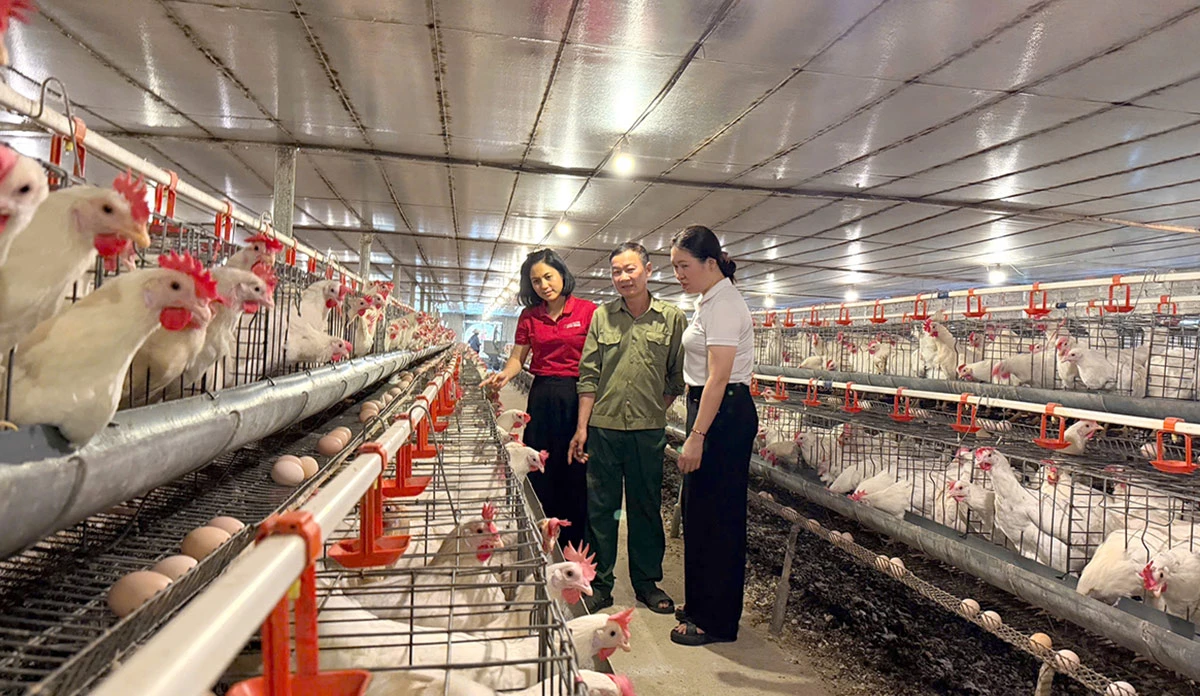 Mô hình chăn nuôi gà đẻ trứng theo hướng công nghiệp tại xã Xuân Vân đã được đầu tư công nghệ hiện đại nhằm giảm tác động ra môi trường.