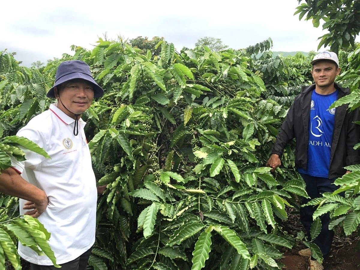Diễn biến thời tiết bất thường đã gây ảnh hưởng lớn đến năng suất cà phê của Công ty Cà phê 715B. Ảnh: Ngọc Thăng.