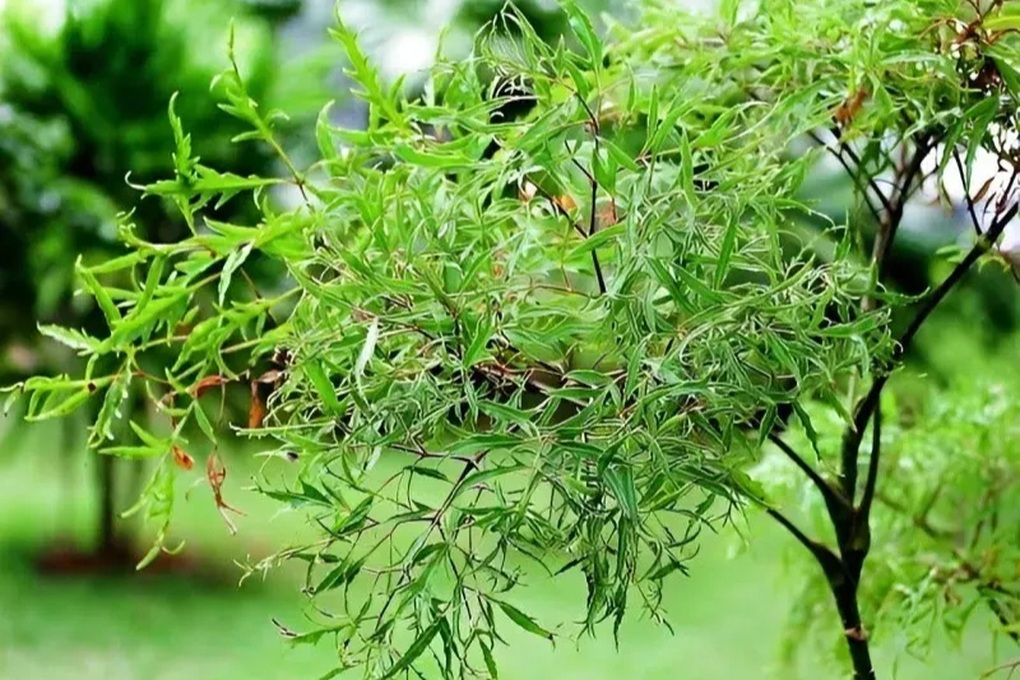 Cây đinh lăng (Ảnh: Getty).

