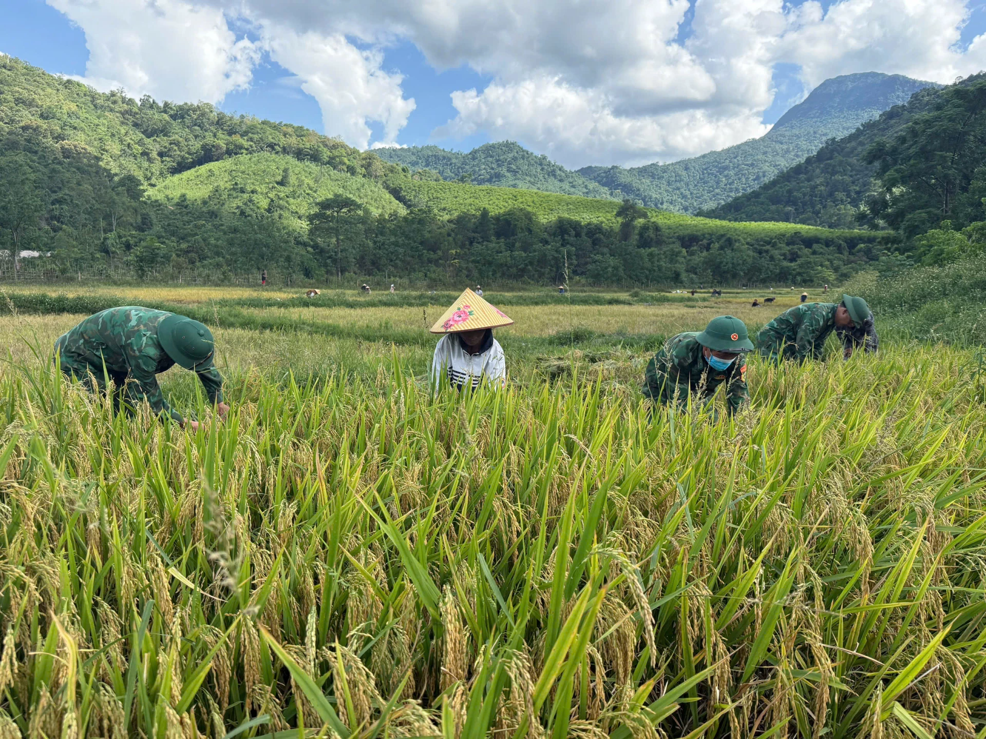 Cán bộ, chiến sĩ Đồn Biên phòng cửa khẩu quốc tế Cha Lo cùng bà con bản K-Ai thu hoạch lúa - Ảnh: Q.N.
