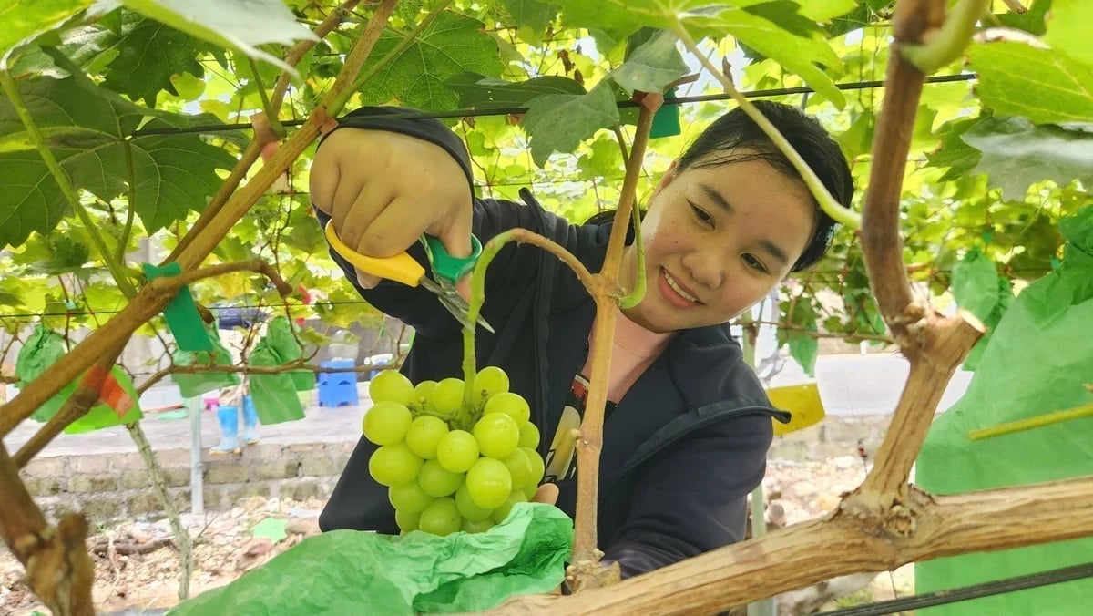 Chị Nguyễn Thị Phương thu hoạch nho sữa Hàn Quốc. Ảnh: Nguyễn Thành.