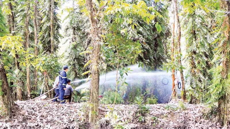Bảo vệ rừng trong điều kiện nắng nóng.