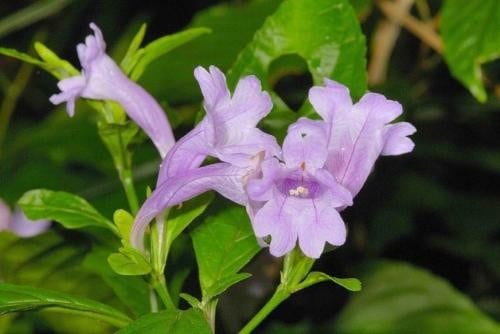 cay-cham-meo-074749