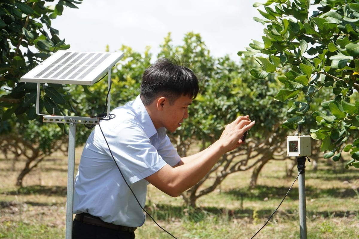 Nông dân ở những vùng sản xuất thường xuyên chịu tác động của xâm nhập mặn đã áp dụng hệ thống cảm biến IoT để theo dõi độ ẩm đất. Ảnh: Kim Anh.
