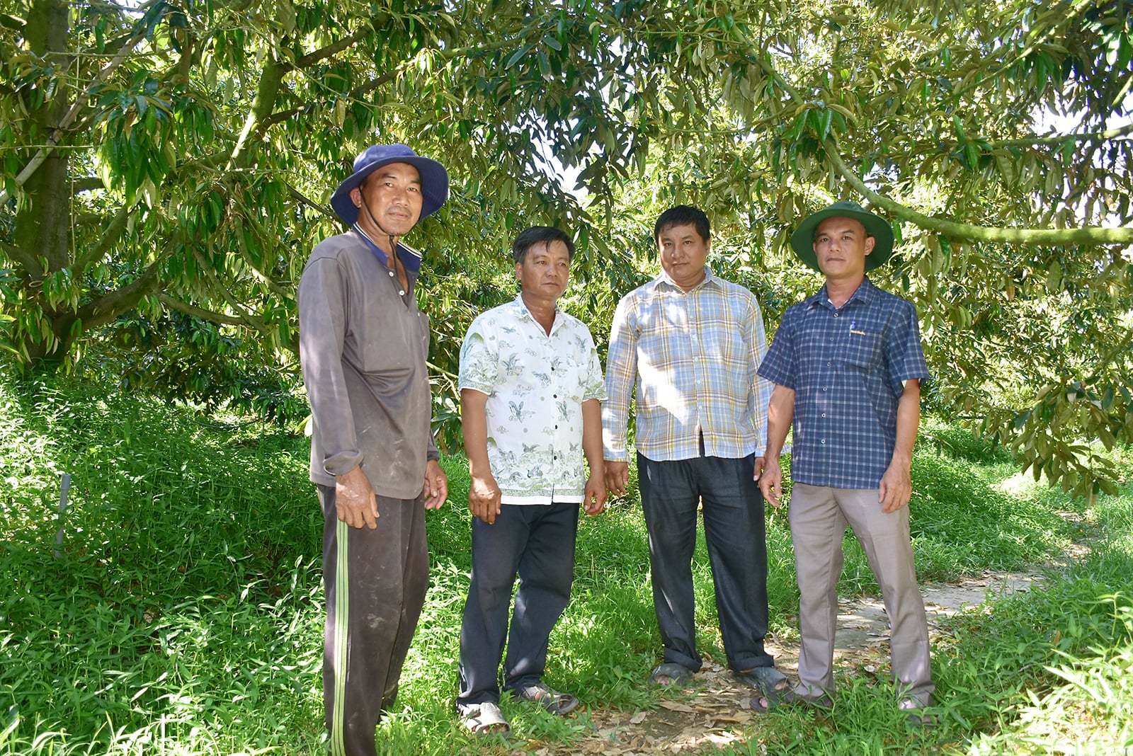 Binh My durianı standardizasyon sorunuyla karşı karşıya.