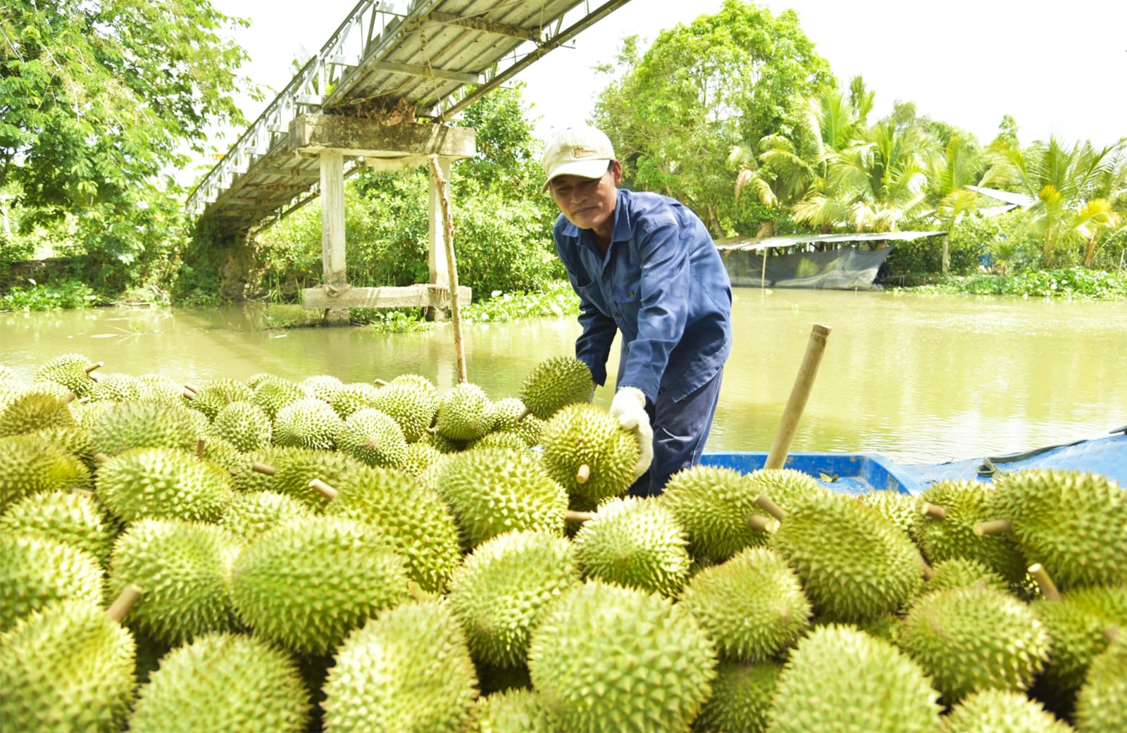 Nông dân khó đầu ra: Chờ Nhà nước hay phải đổi cách làm ăn?