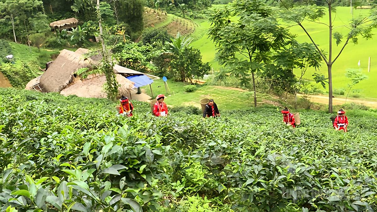 ປະຊາຊົນໃນຕາແສງຈີຟູ້ ກຳລັງເກັບກ່ຽວຊາພິເສດ.