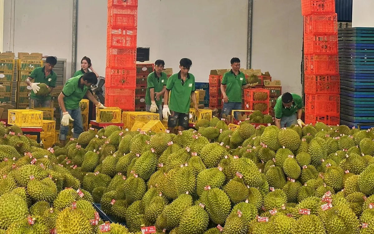 Nông sản Việt trước yêu cầu mới từ thị trường Trung Quốc - Ảnh 1.