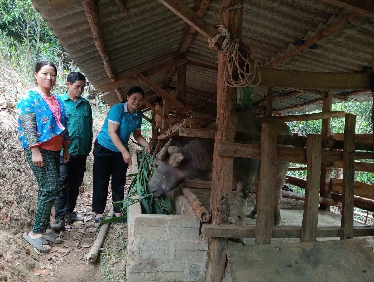 Cán bộ Hội Phụ nữ xã Mường Nhé thăm mô hình chăn nuôi của hội viên ở vùng biên giới, góp phần tạo sinh kế và giảm nghèo bền vững tại địa phương. Ảnh: Hoàng Châu. 