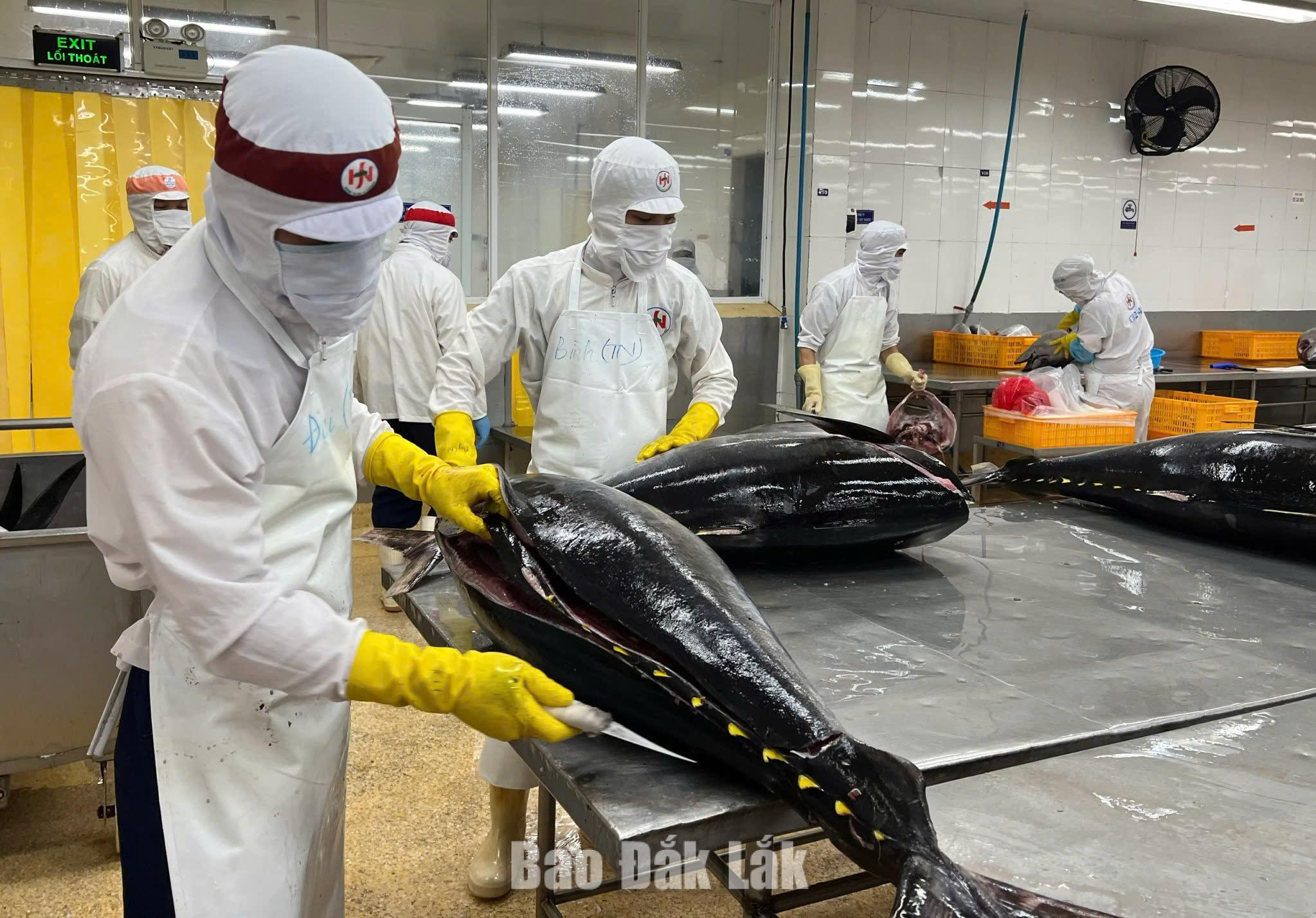 이 지역 동부에서 참치는 예로부터 심해에서 온 귀한 선물이었으며, 어부들의 용감한 항해와 밀접한 관련이 있습니다. 사진: PV.