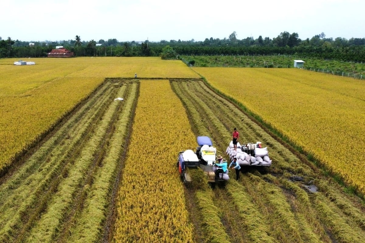Chuyển đổi xanh ngành hàng lúa gạo là 'tấm vé' để Việt Nam tham gia sâu hơn vào chuỗi giá trị toàn cầu. Ảnh: Kim Anh.