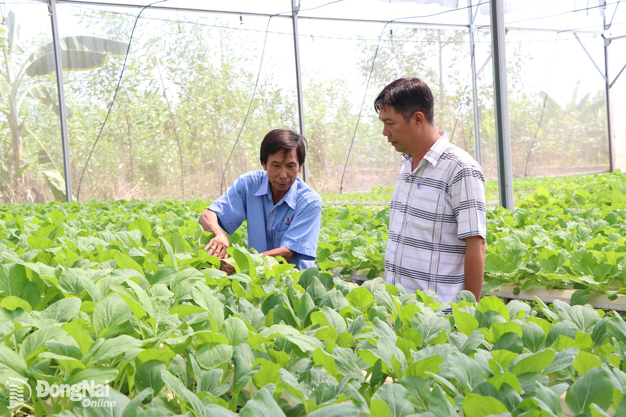 Mr. Dang Van Phi's hydroponic vegetable garden (in Tan An commune) is always lush and provides a stable income.  
