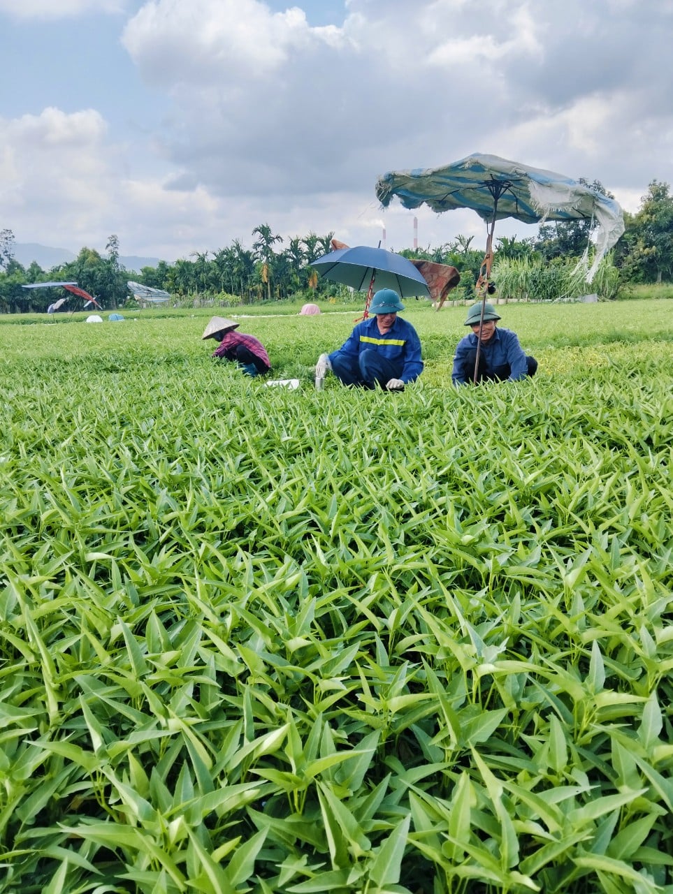 Auf dem Feld von Dong Noi ernten die Menschen Gemüse.