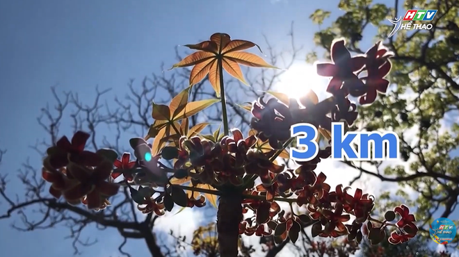 Les inscriptions sont maintenant ouvertes pour la course de trail « Con Dao Will » 2026 - Photo 5. Mở cổng đăng ký giải chạy trail