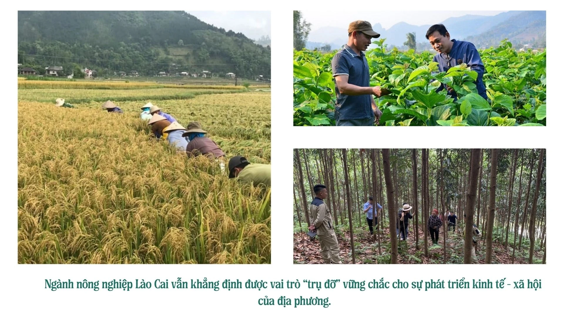 បទបង្ហាញស្តីពីនវានុវត្តន៍កសិកម្មបែបទំនើបបៃតង-អ៊ីដ្រូប៉ូនិក-23.jpg