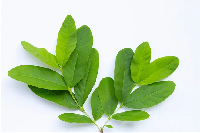 Thức uống xanh từ lá cây - Xu hướng wellness mới? - Ảnh 3.