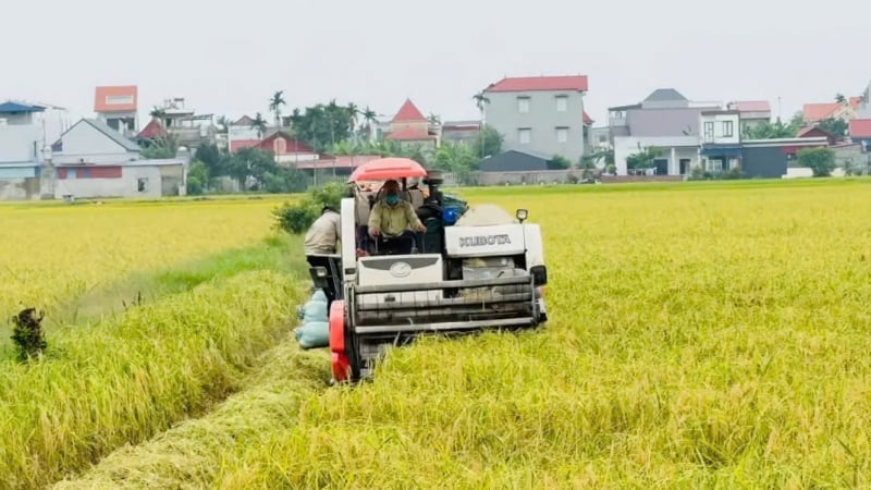Boeren in Hai Phong creëren 
