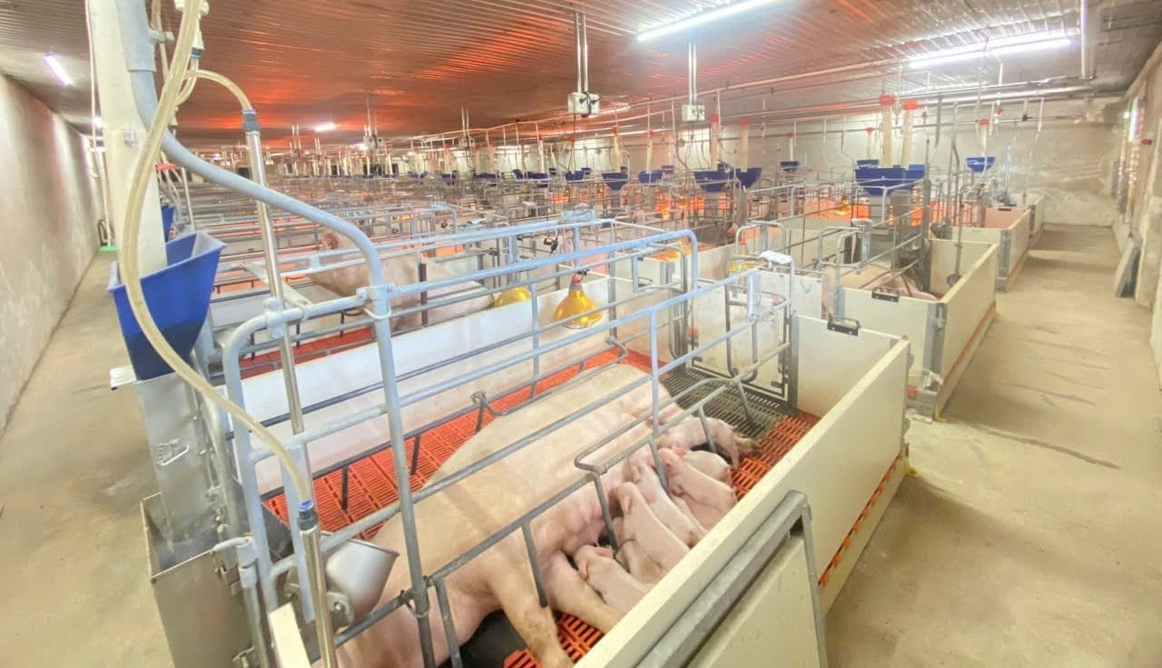 La cadena de suministro contribuye al desarrollo sostenible de la ganadería en Gia Lai. Foto: Tuan Anh. Chuỗi liên kết giúp chăn nuôi Gia Lai phát triển bền vững. Ảnh: Tuấn Anh.